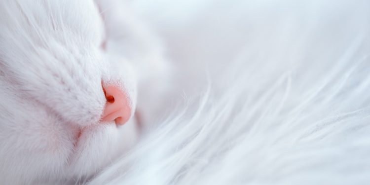 Mastering the Art of Rest: Proven Sleep Techniques for a Better Night’s Sleep