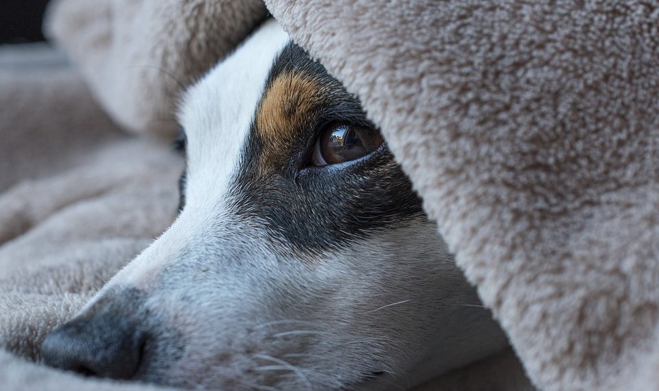 Rise and Shine: How to Transform Your Sleep Quality and Boost Your Health