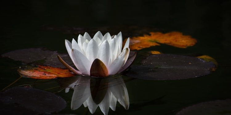 Unleashing Inner Peace: Harnessing the Power of Open Monitoring Meditation