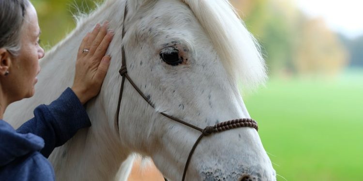 Finding Peace: The Art of Zen Meditation