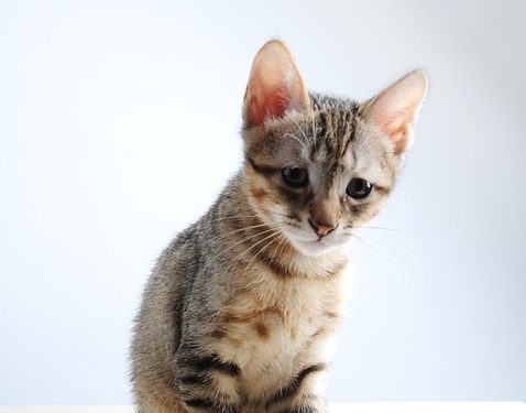 Mastering Stress: Effective Strategies for Thriving in the Workplace